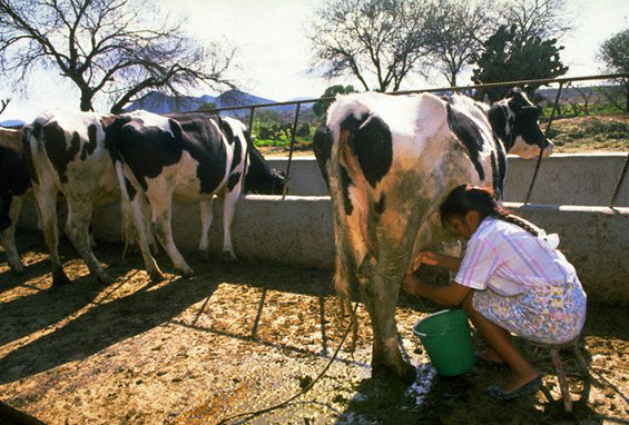 Dairy farming in India IMAGES VIDEOS