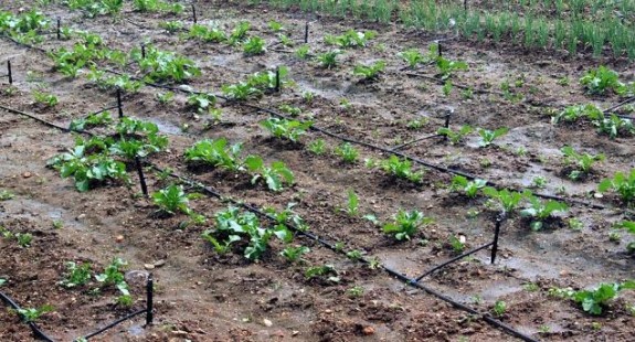 More & More Agriculturists In Patiala Choose Drip Irrigation