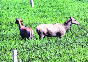 Agriculturists Lose Sleep Over Wild Animals In Patiala