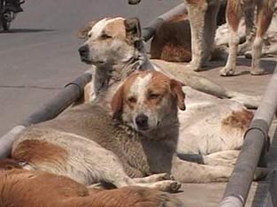 Not Much Being Done To Tame Stray Dogs In Patiala