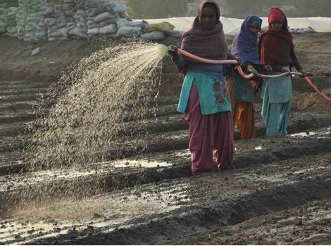 Need For Labors In Patiala Farms