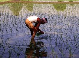 Paddy Season Begins; Only Good Monsoon Will Keep Power Cuts At Bay