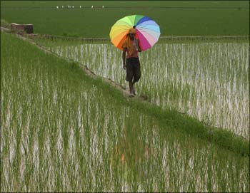 Rain Helpful For Plantation; Forest Section Swings Into Action In Patiala