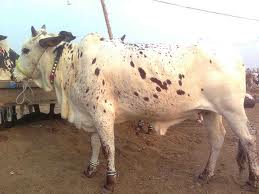 Cow-ed Down, The MC Again Fails The Battle Cattle In Patiala